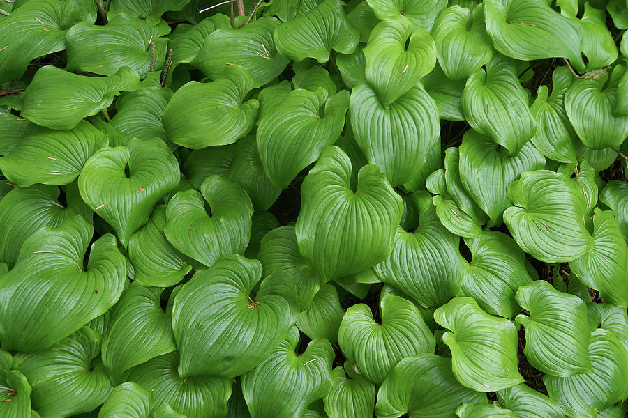 Thick groundcover of false lily of the valley #1 Photograph by Steve Estvanik