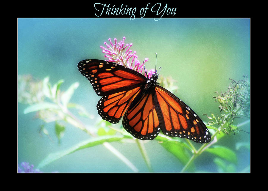 Thinking of You Monarch Greeting Card Photograph by Marilyn DeBlock