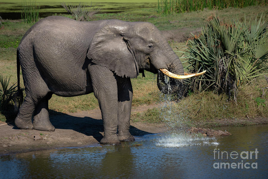 Elephant Photograph - Thirsty #1 by Jamie Pham