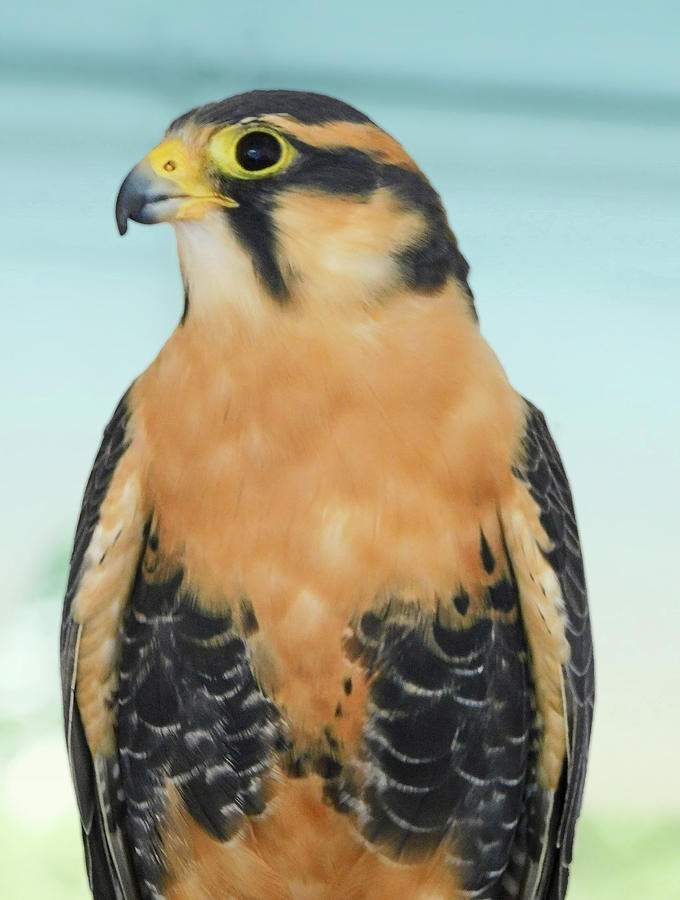 Falcon Photograph - This Is My Good Side #2 by Emmy Marie Vickers
