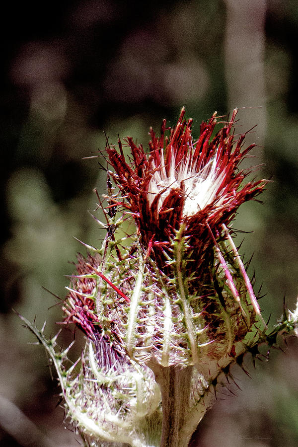 Thistle Bloom  #1 Photograph by Debra Forand