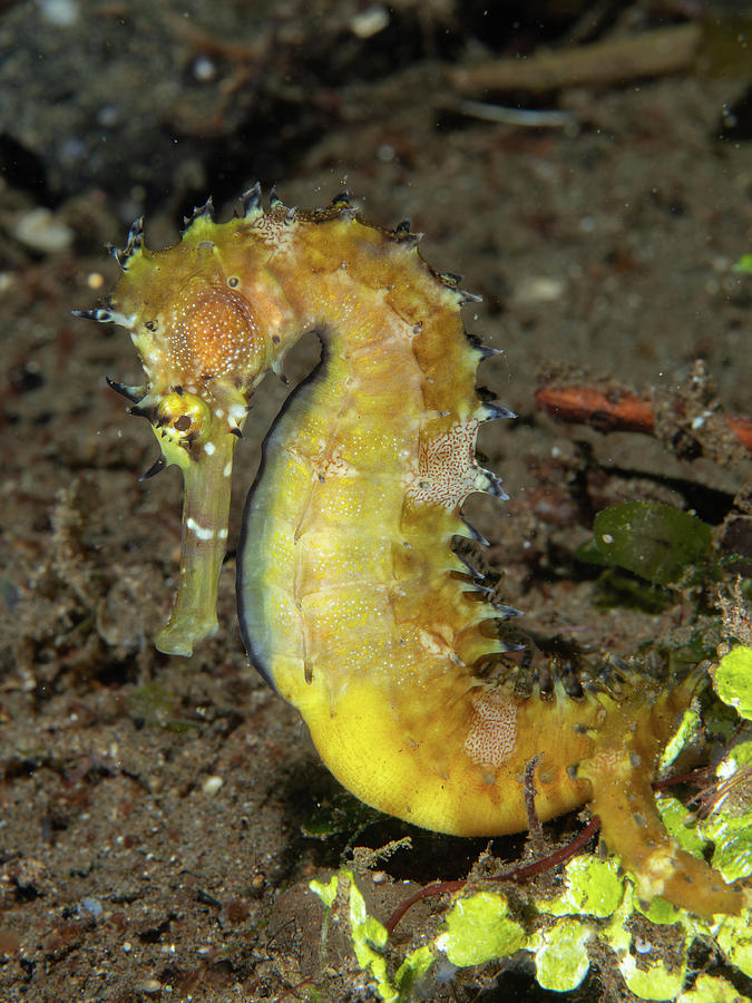 Thorny Seahorse #1 Photograph by Brian Weber