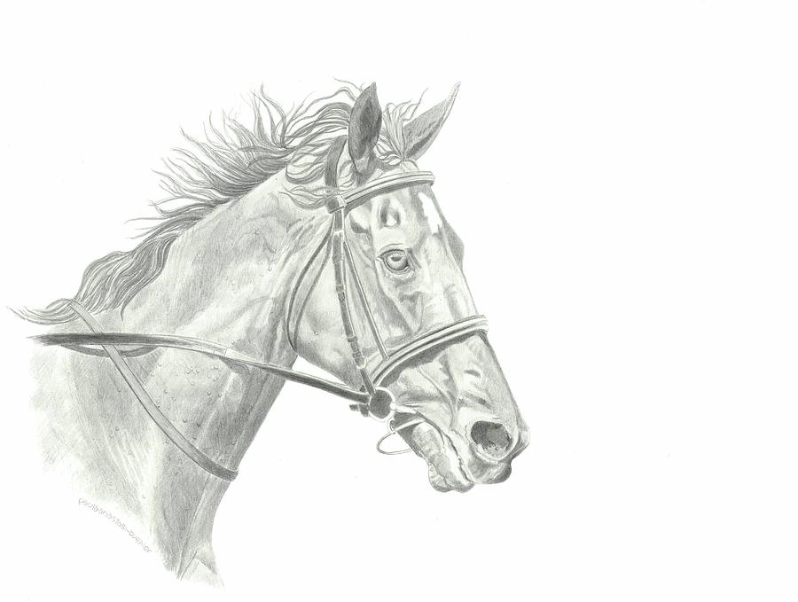 Thoroughbred Horse Drawing by Paula Anastasi-Buehler - Fine Art America