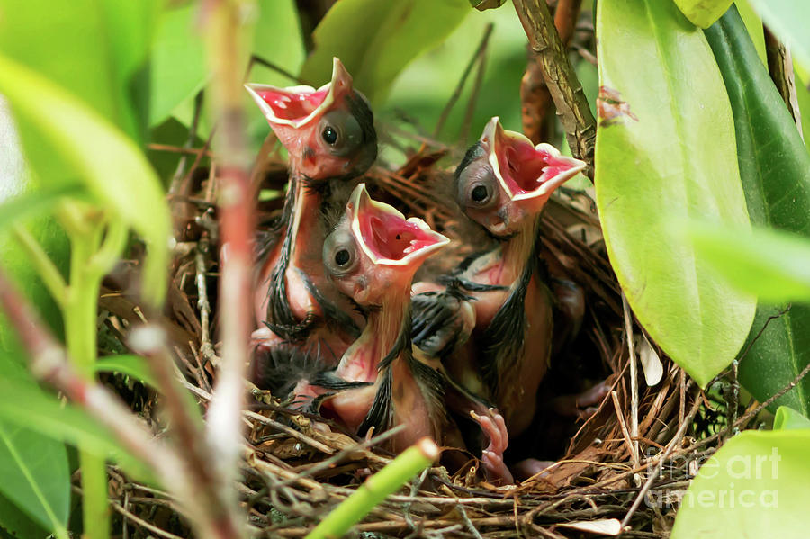cardinals nesting habits