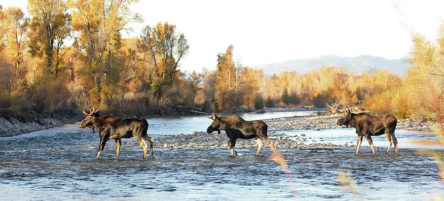 Three Bull Moose #1 Photograph by Jean Clark