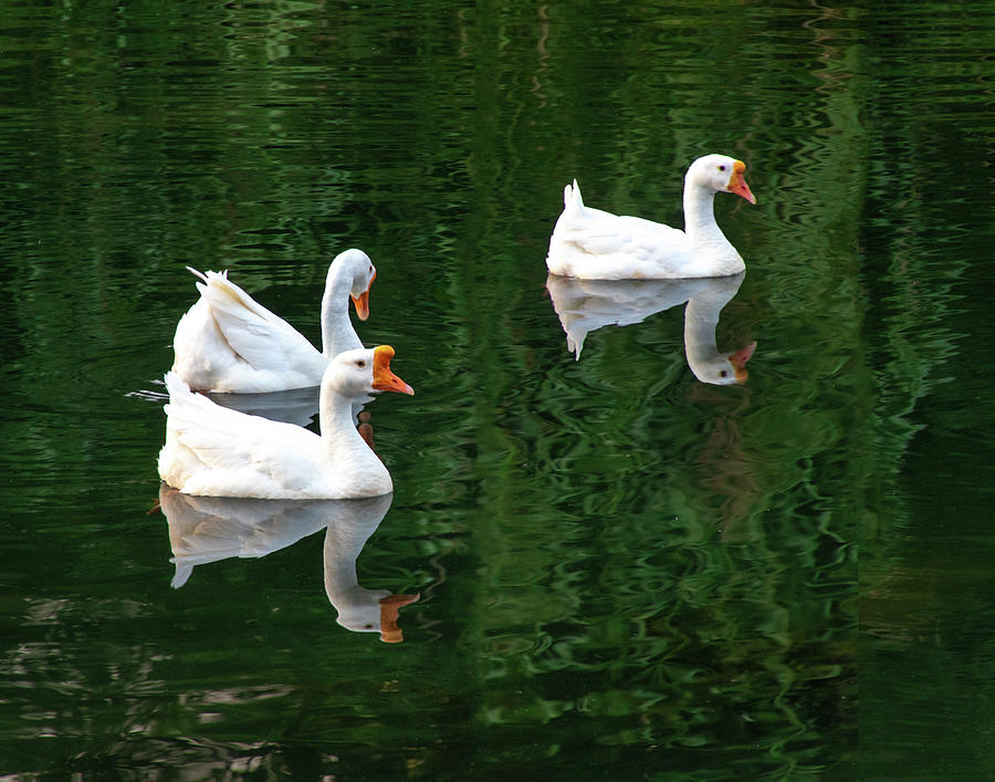 Three Chinese Swan Photograph