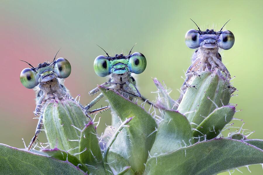 Three damselflies on wild plant #1 Photograph by Alberto Ghizzi Panizza / Science Photo Library