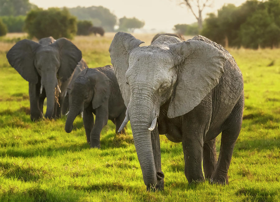 Three Elephants Botswana Africa 2 Photograph by Joan Carroll - Pixels