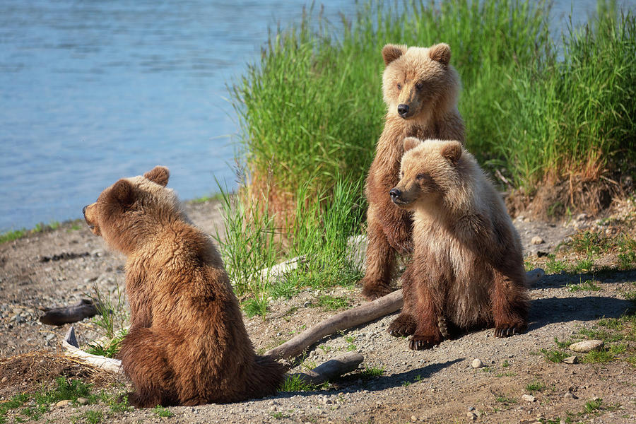 Three grizzly cubs #1 Photograph by Alex Mironyuk