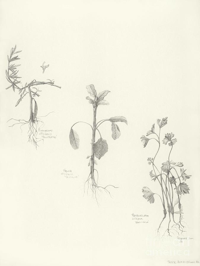 Three Herbs #1 Drawing by Laura Hamill