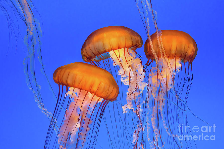 Three Jellies  #1 Photograph by Mimi Ditchie