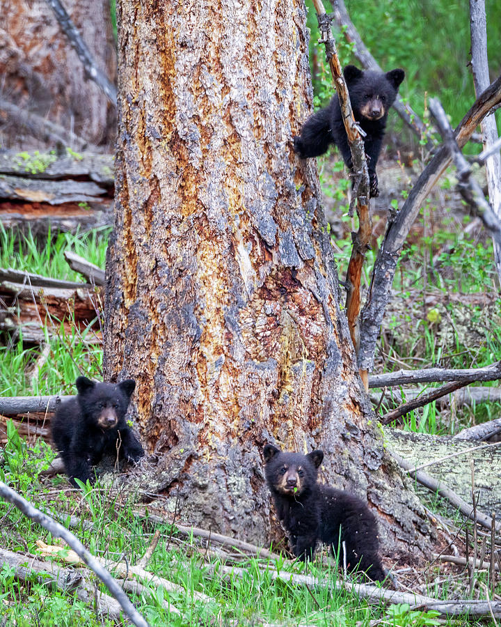 Three Little Bears #1 Photograph by Jack Bell
