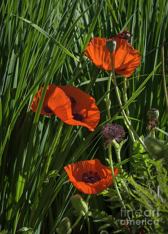 Poppy Photograph - Three Red Poppies #1 by John Arnaldi
