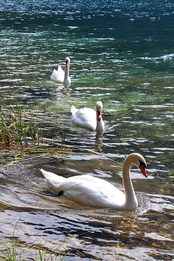 Three swans #1 Photograph by Emya Photography
