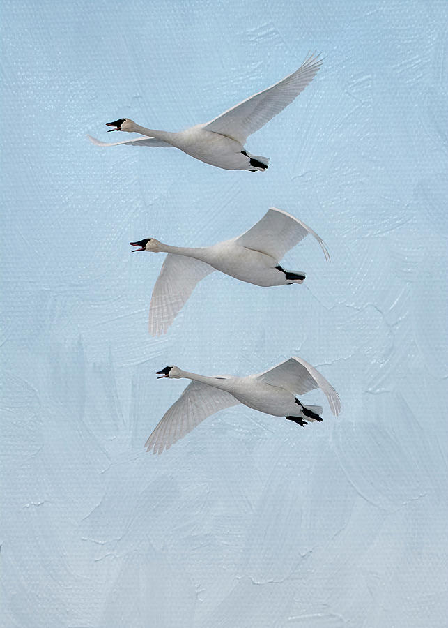 Three Swans in Flight #1 Photograph by Patti Deters