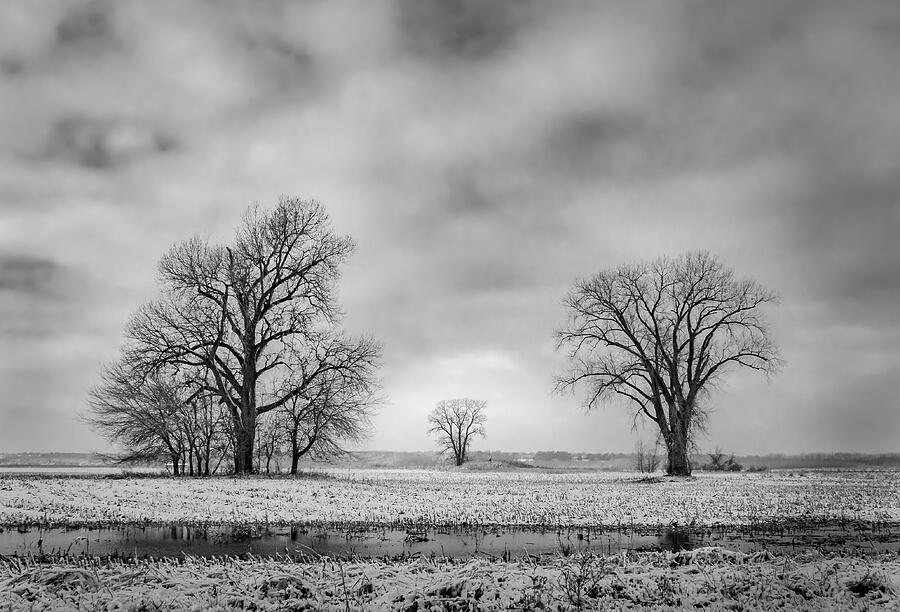 Tree Photograph - Three Trees by Morey Gers