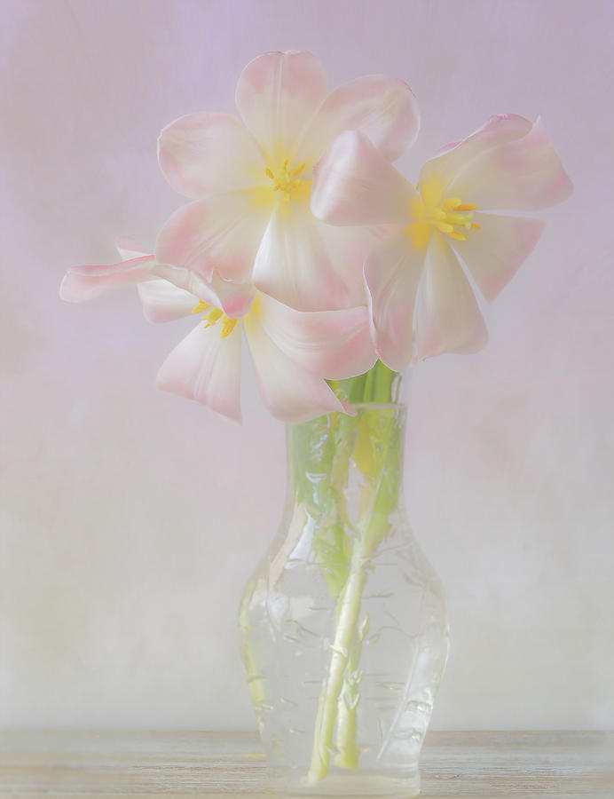 Three Tulips #1 Photograph by Sylvia Goldkranz