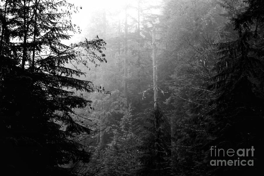 Nature Photograph - Through The Forest  #1 by LaDonna McCray