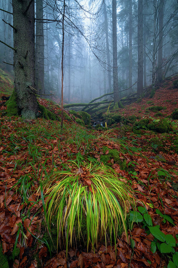 Through the forests of Romania #1 Photograph by Cosmin Stan