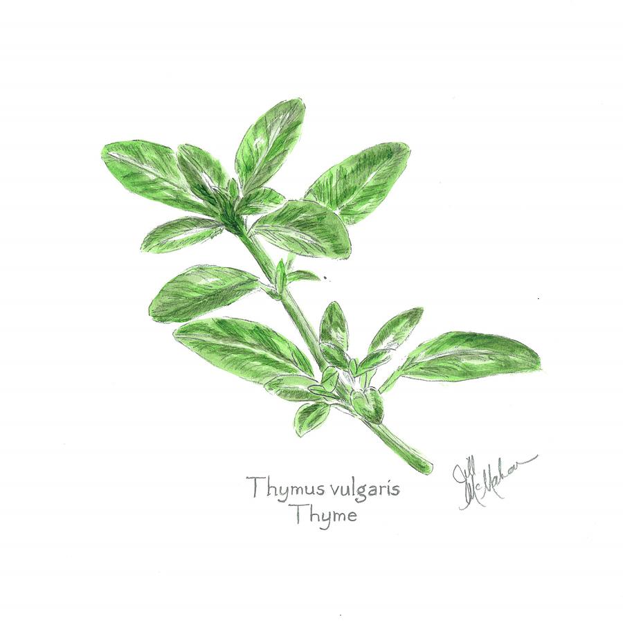 Thyme Drawing By Jill McMahon   Fine Art America