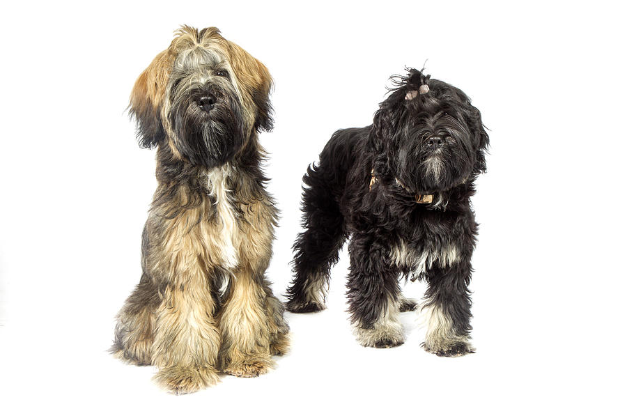 Tibetan terrier #1 Photograph by Agency Animal Picture