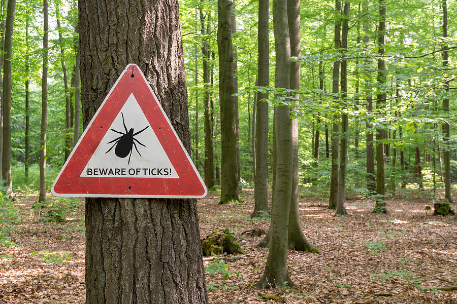 Tick Insect Warning Sign #1 Photograph by Gabort71