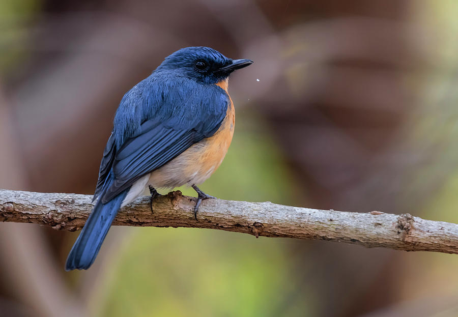 Tickells Blue Flycatcher #1 Photograph by Vishwanath Bhat