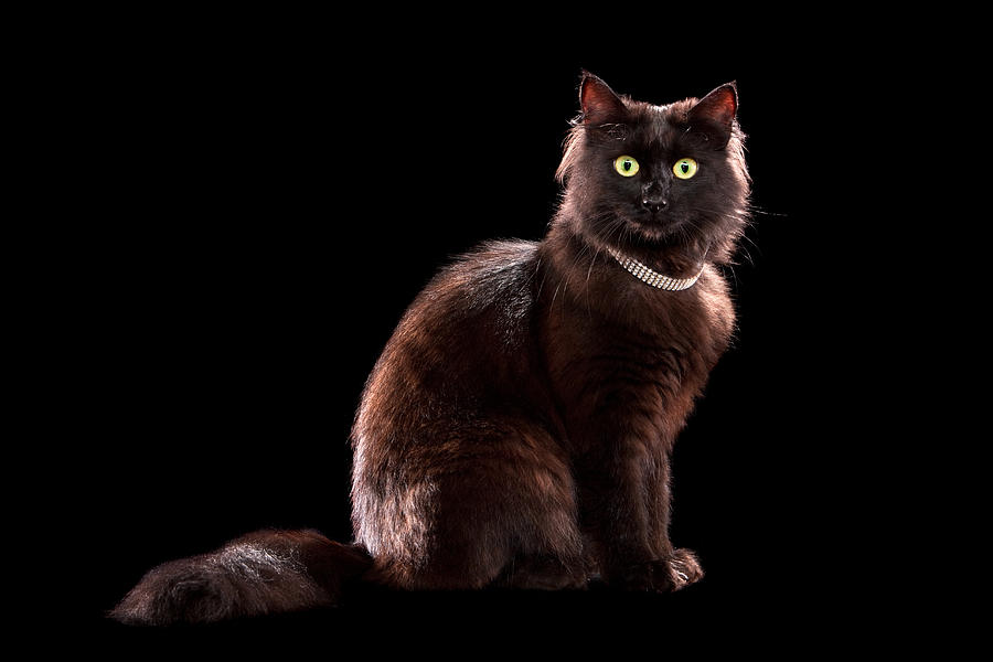 Tiffany/Chantilly cat #1 Photograph by Tim Platt