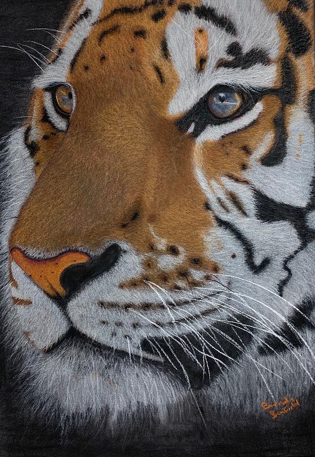 Tiger #2 Pastel by Brenda Bonfield