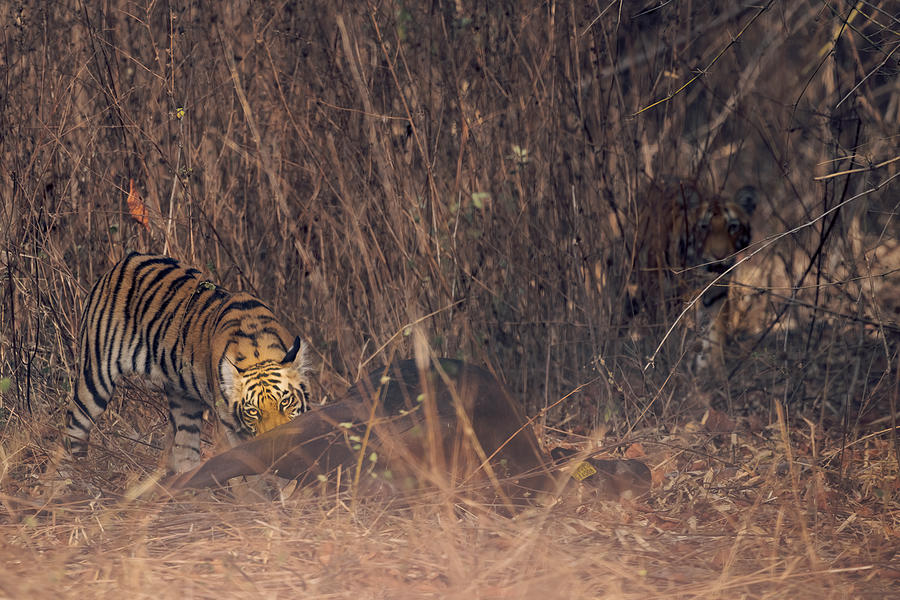 Tiger cub with cattle kill #1 Photograph by Kiran Joshi