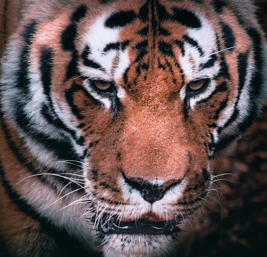 Tiger Eyes Photograph
