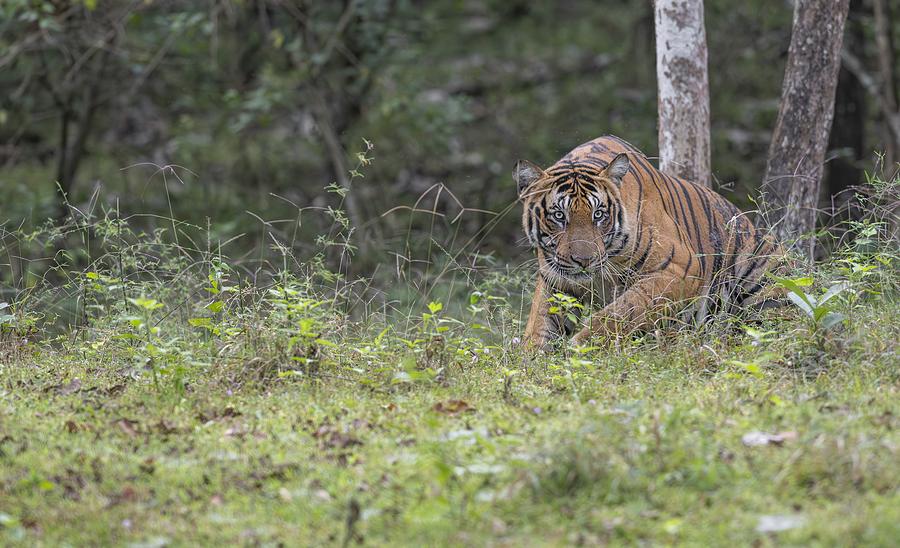 Tiger in an Indian Jungle #1 Photograph by Puttaswamy Ravishankar ...