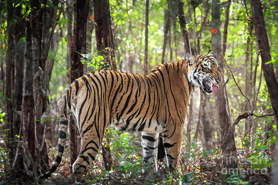 Tiger in the forest #1 Photograph by Pravine Chester