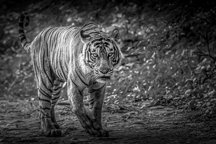 Wildlife Digital Art - Tiger in the jungle #1 by Pravine Chester