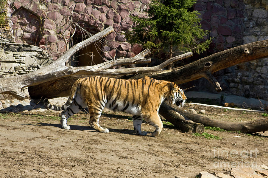 Tiger #1 Photograph by Irina Afonskaya