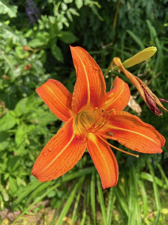 Tiger Lily #1 Photograph by Jeff Iverson