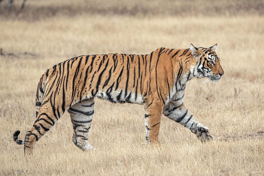 Tiger on the move #1 Photograph by Pravine Chester