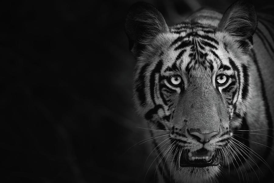 Tiger Portrait #1 Photograph by Kiran Joshi