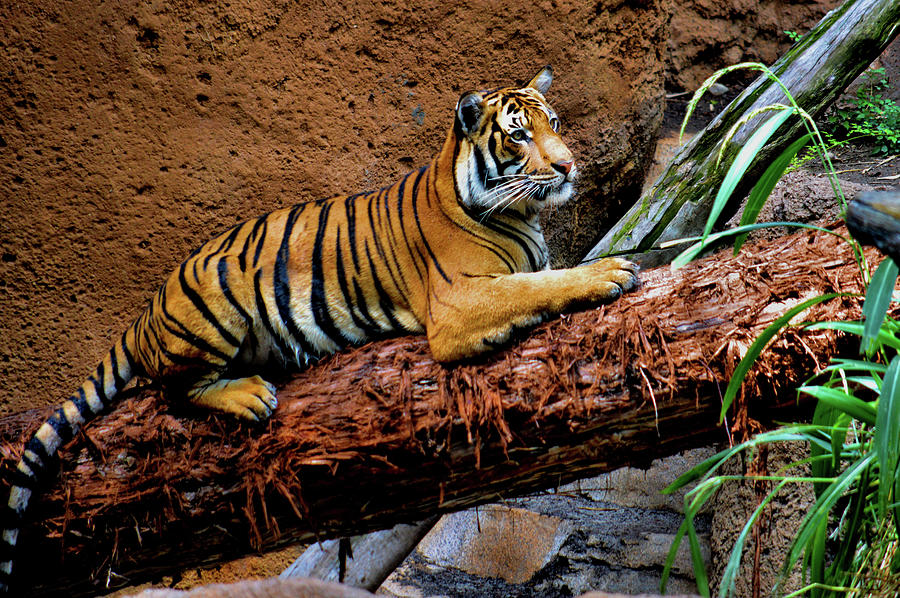 Tiger Posing #1 Photograph by Debra Kewley