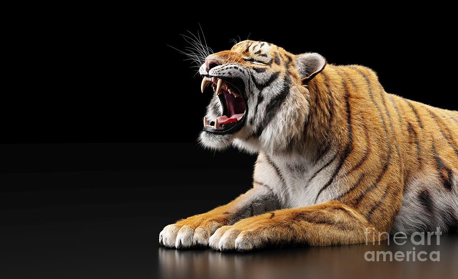 Wildlife Photograph - Tiger roar portrait on black #1 by Michal Bednarek