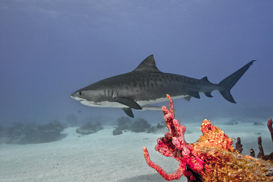 Tiger Shark #1 Photograph by Gerard Soury