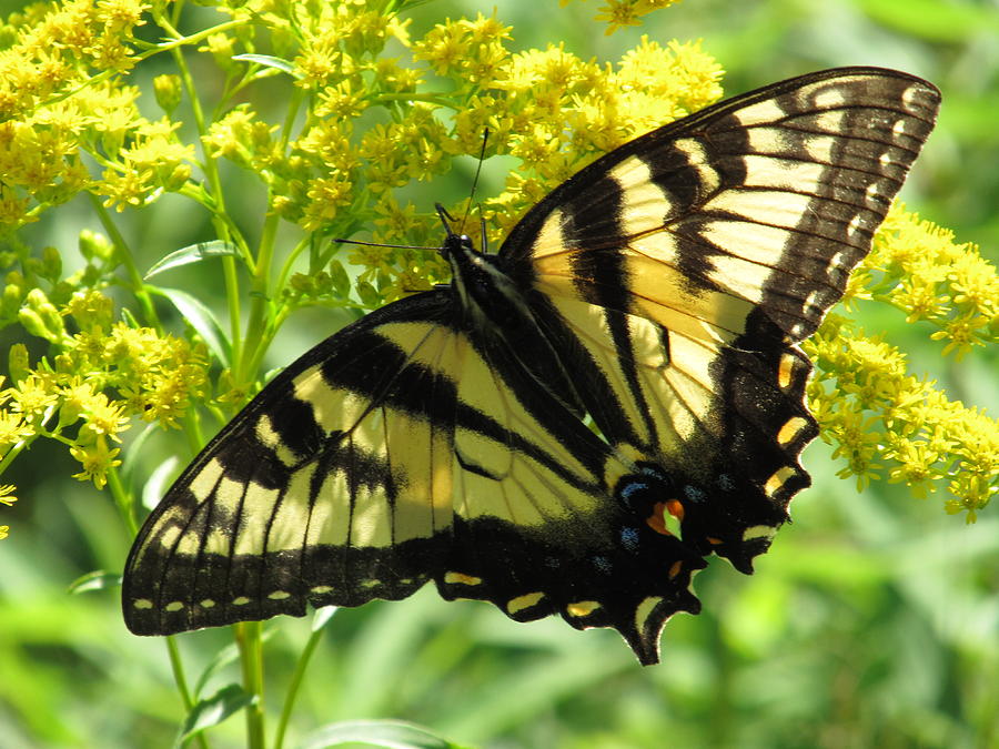 Tiger Swallowtail - #6932 Photograph by StormBringer Photography
