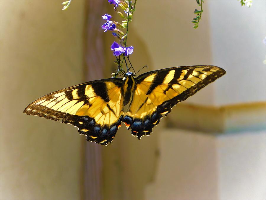 Tiger Swallowtail #2 Photograph by Gena Herro