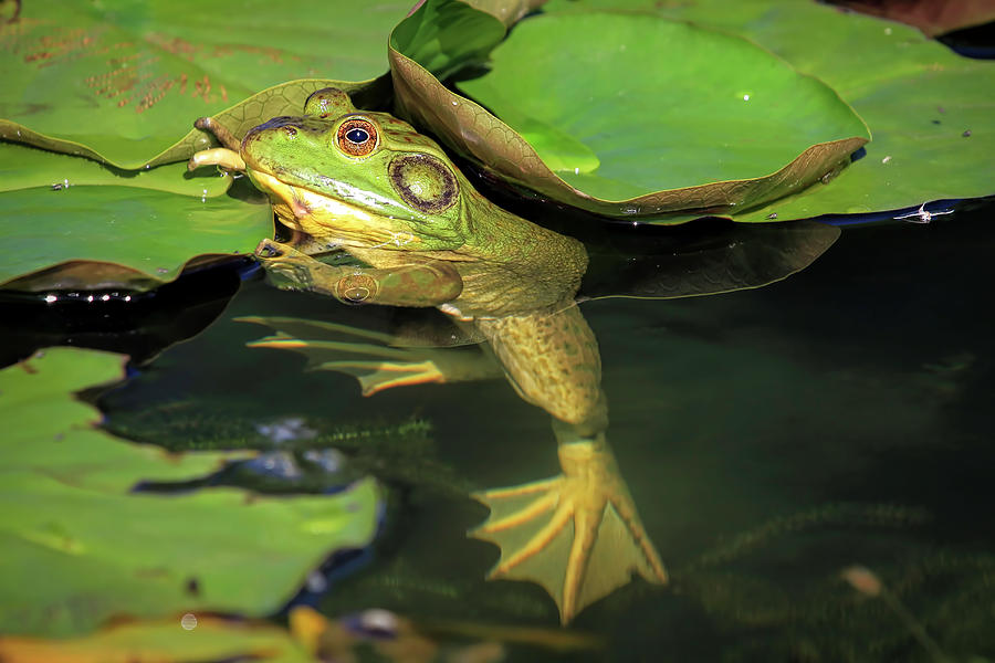 Frog Photograph - Tight Hold by Donna Kennedy