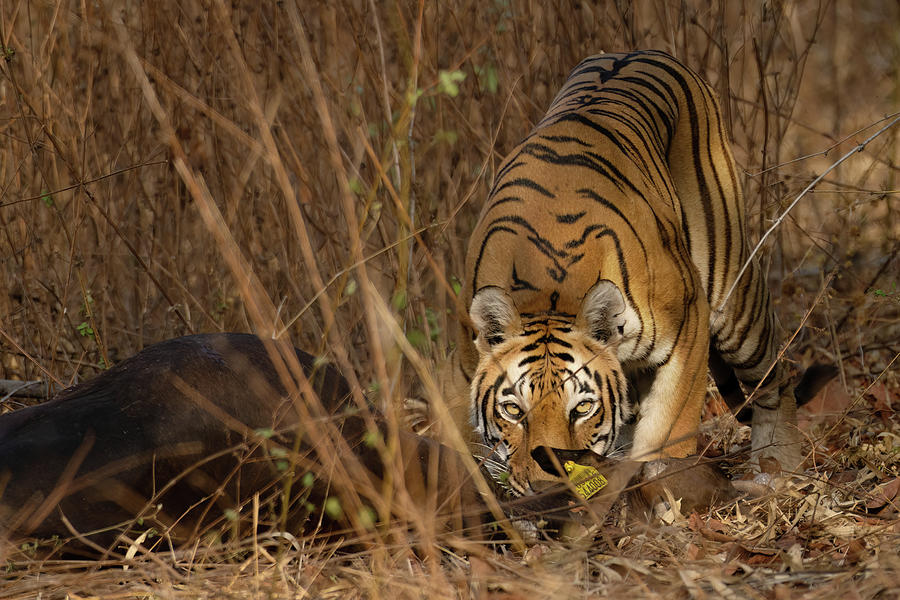 Tigress with cattle kill #1 Photograph by Kiran Joshi