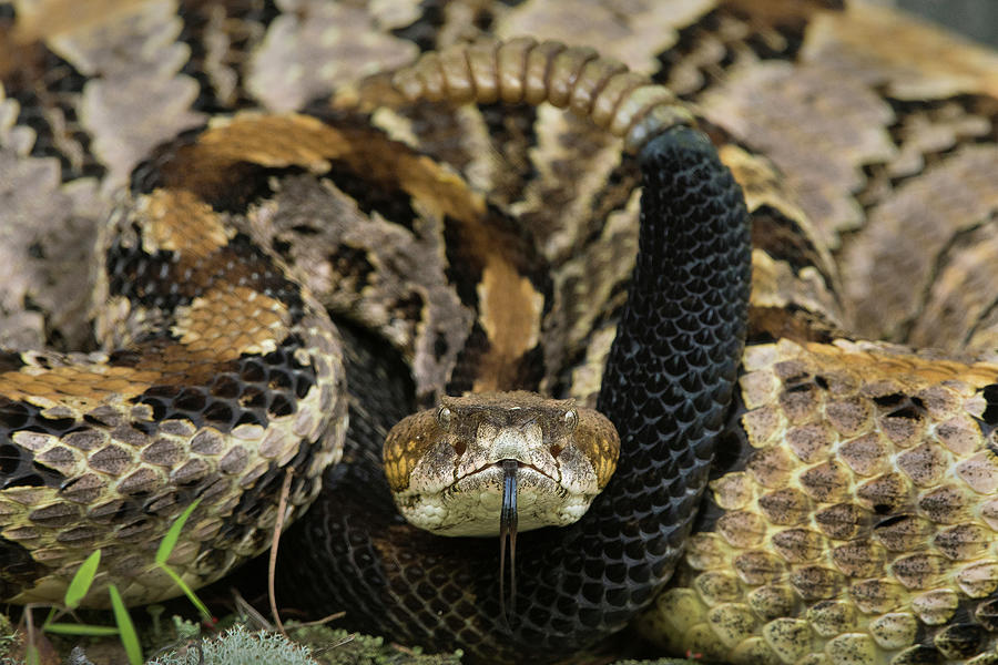 Timber Rattlesnake #1 Photograph by Eric Abernethy