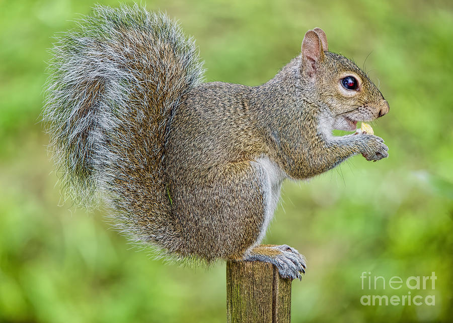 Animal Photograph - Time for a Snack #1 by Judy Kay