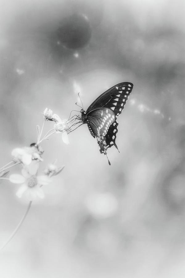 Titli the butterfly Photograph by Padmanabha Joshi | Fine Art America