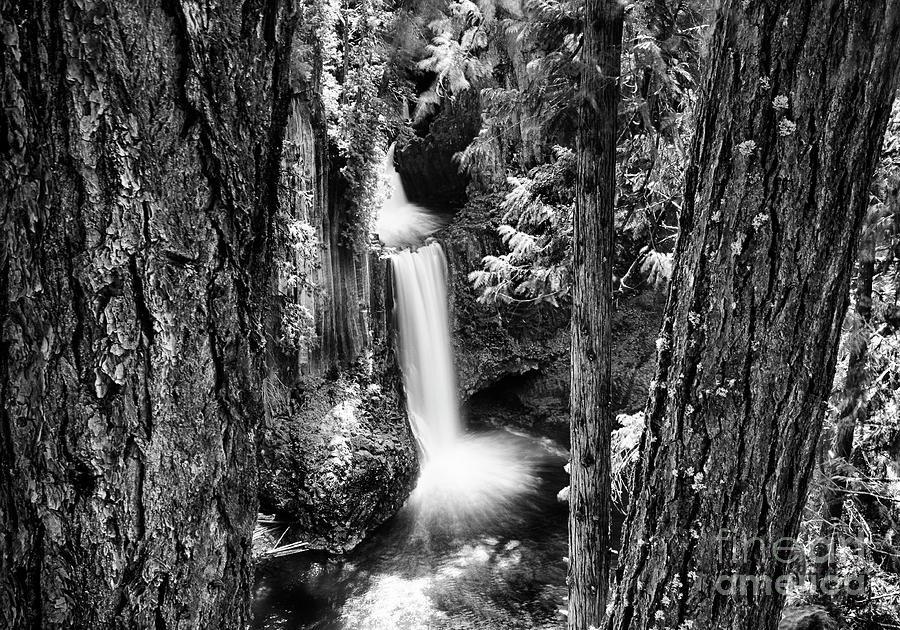 Waterfall Photograph - Toketee Falls Oregon #1 by Bob Christopher