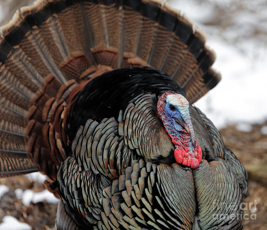 Tom Turkey Spring #1 Photograph by Natural Focal Point Photography